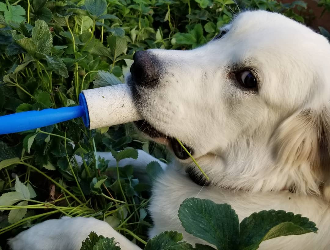 Dog caught chewing on a Lint roller