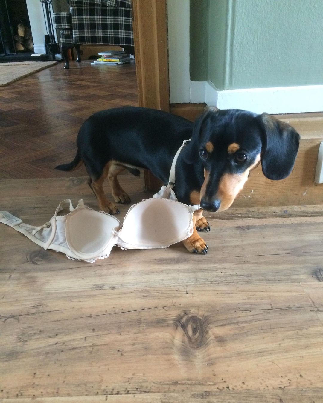 Dog caught with a bra