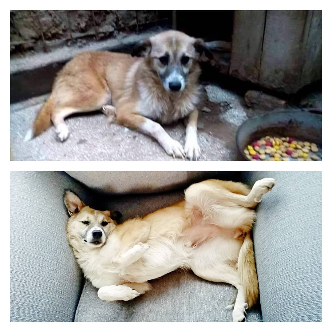 Peggy the dog's transformation