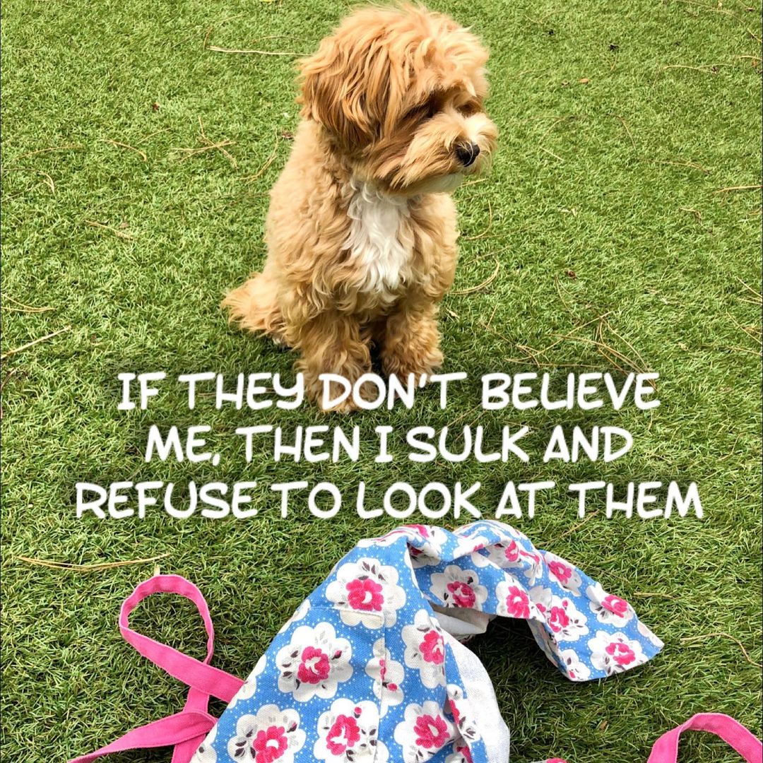 dog caught in the act