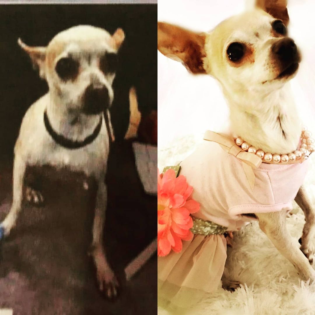 Rescued dog before and after