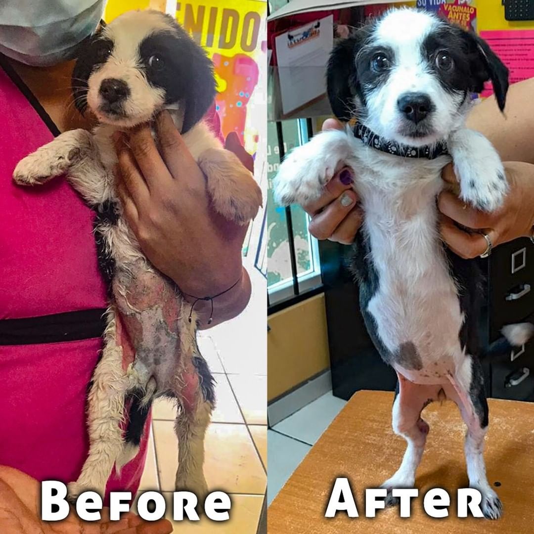 Meximutt Luna The rescued dog