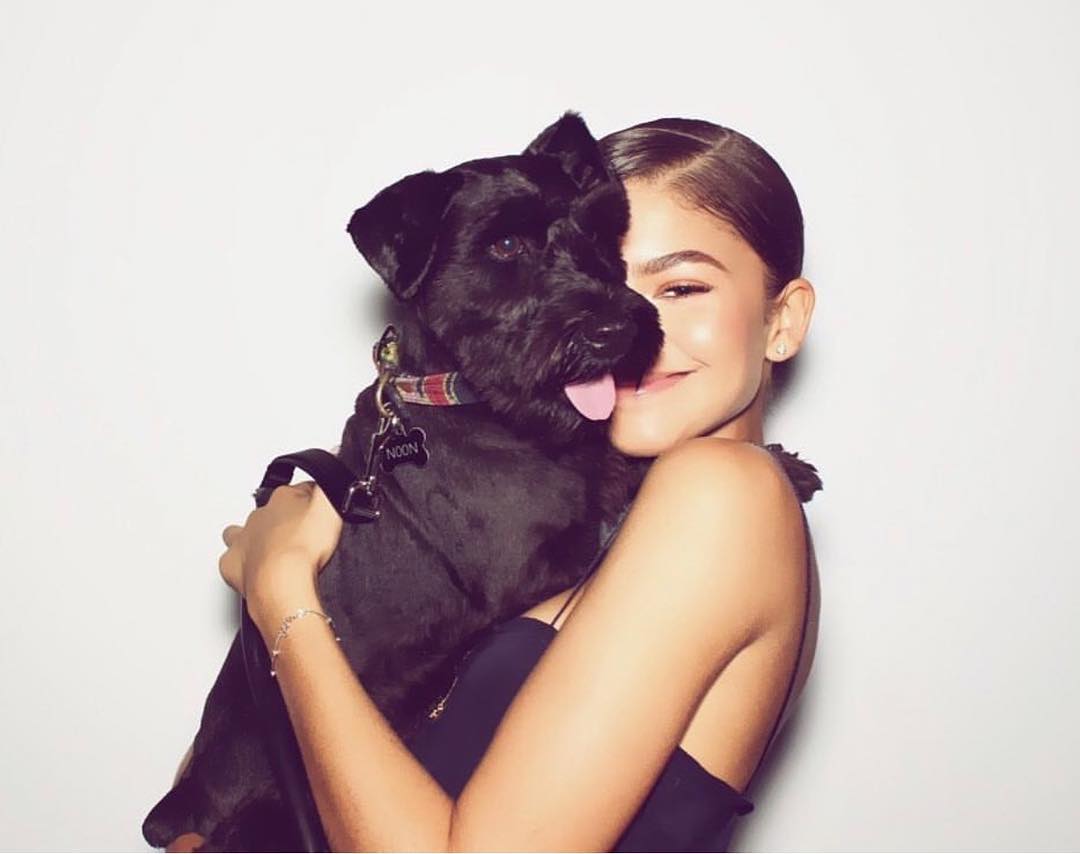 Zendaya cuddling her Black Miniature Schnauzer