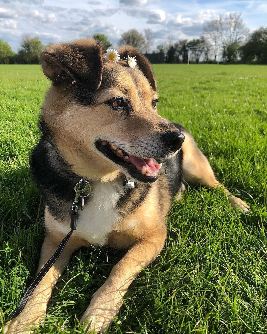 A Beagle Shepherd dog