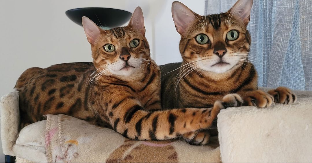 Two Bengal Cats
