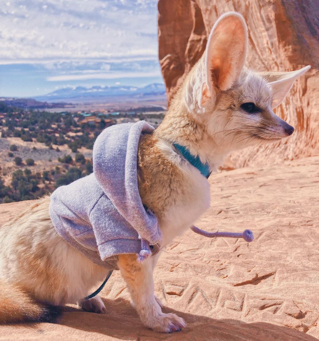 Granny the Fennec Fox