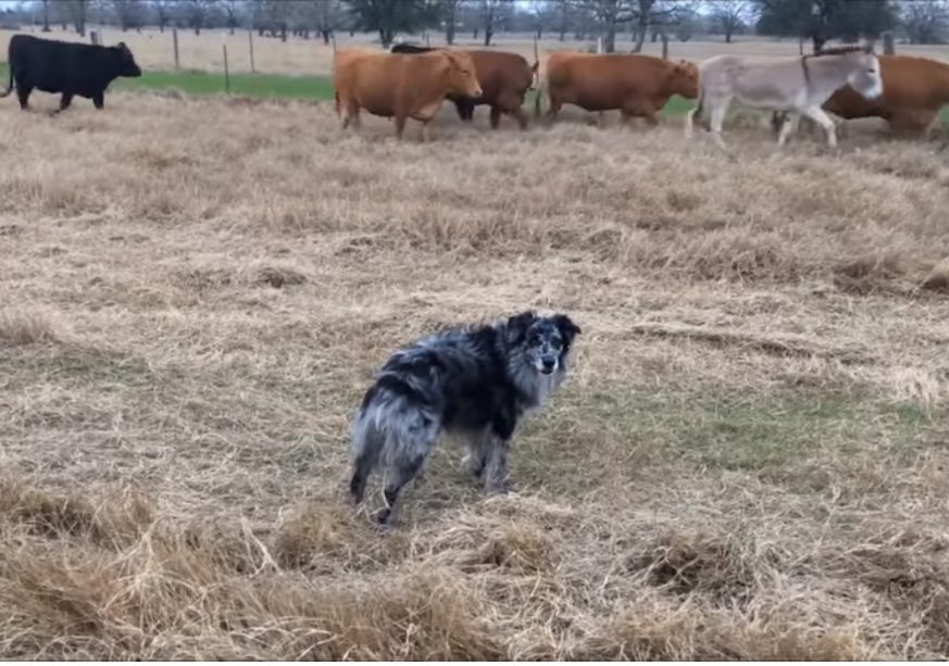 A Medium Slicker Brush with Reinforced Metal for Miniature American Shepherd