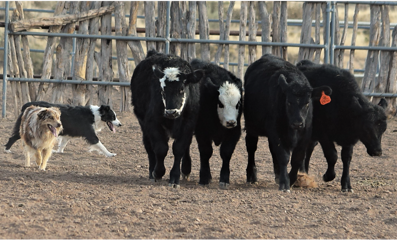Two Australian Shepherds herding cows