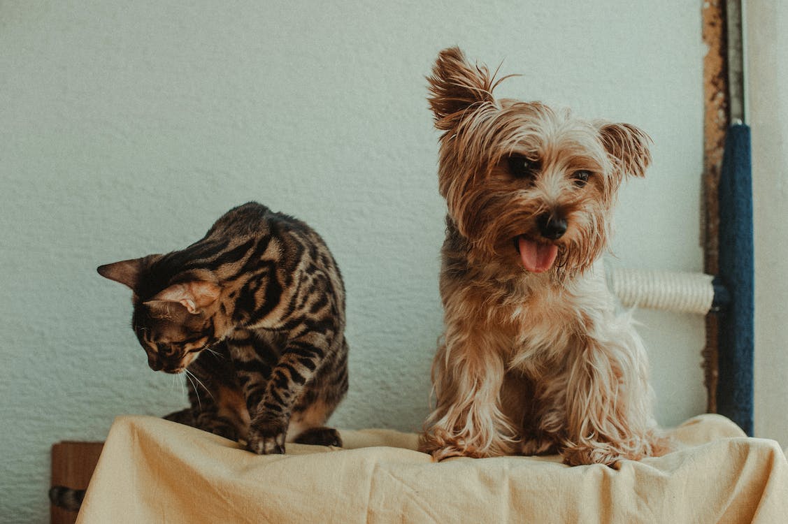 A cat and a dog together