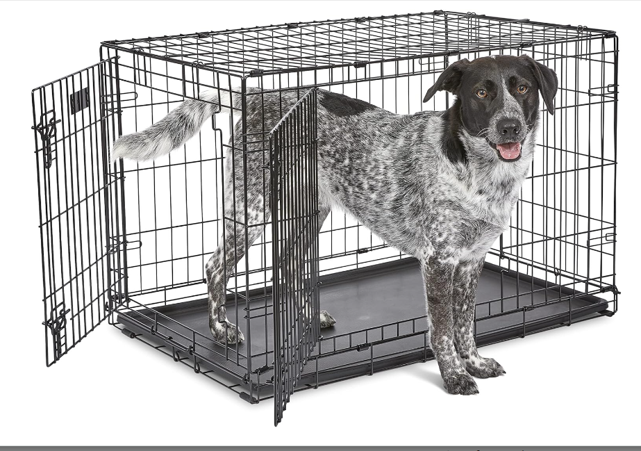 An Australian Cattle Dog in a Double-Door Metal Dog Crate