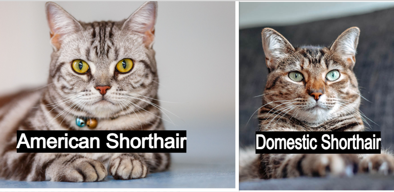 A mini Aussiedoodle puppy