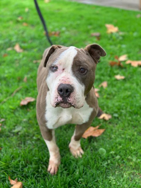 Four Aussiedoodle puppies
