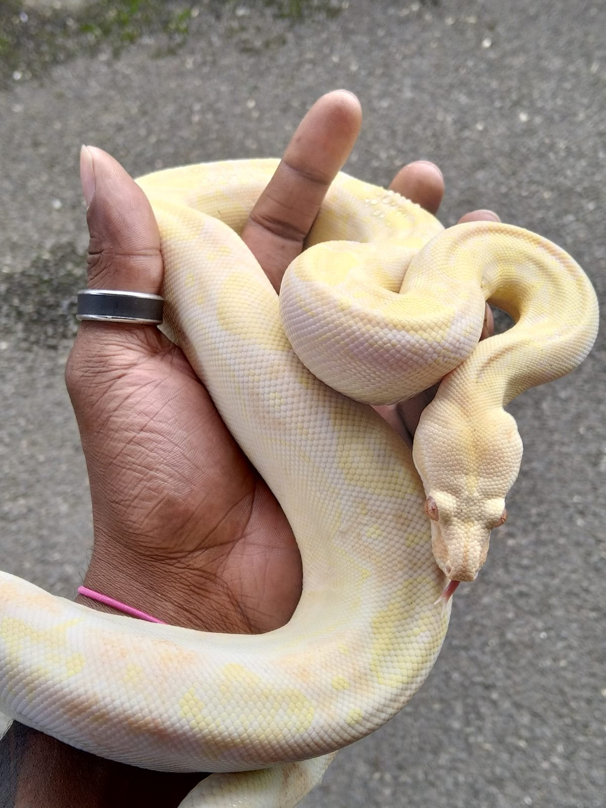An albino Dwarf boa