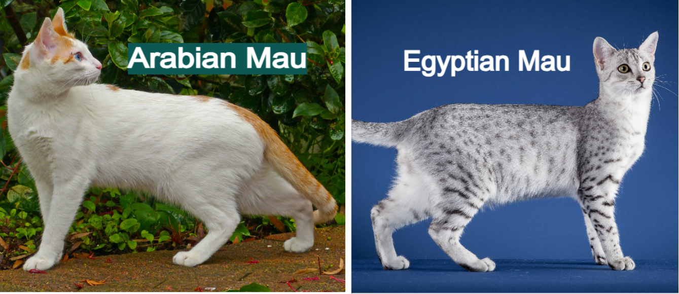 Arabian Mau vs Egyptian Mau: Body Structure and Size