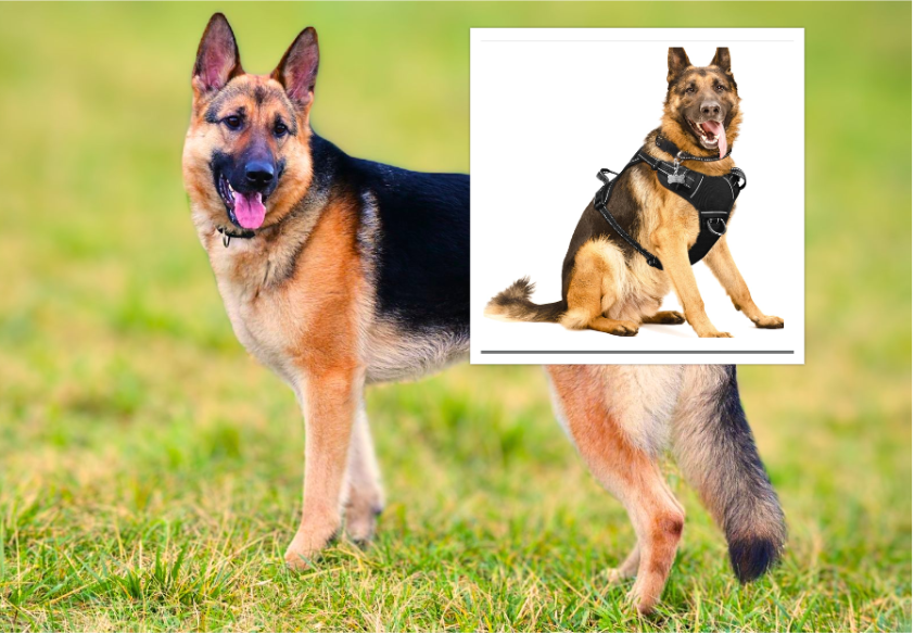A German Shepherd wearing a dog harness