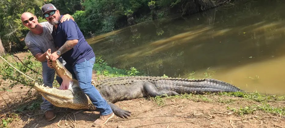 A giant alligator captured in Texas