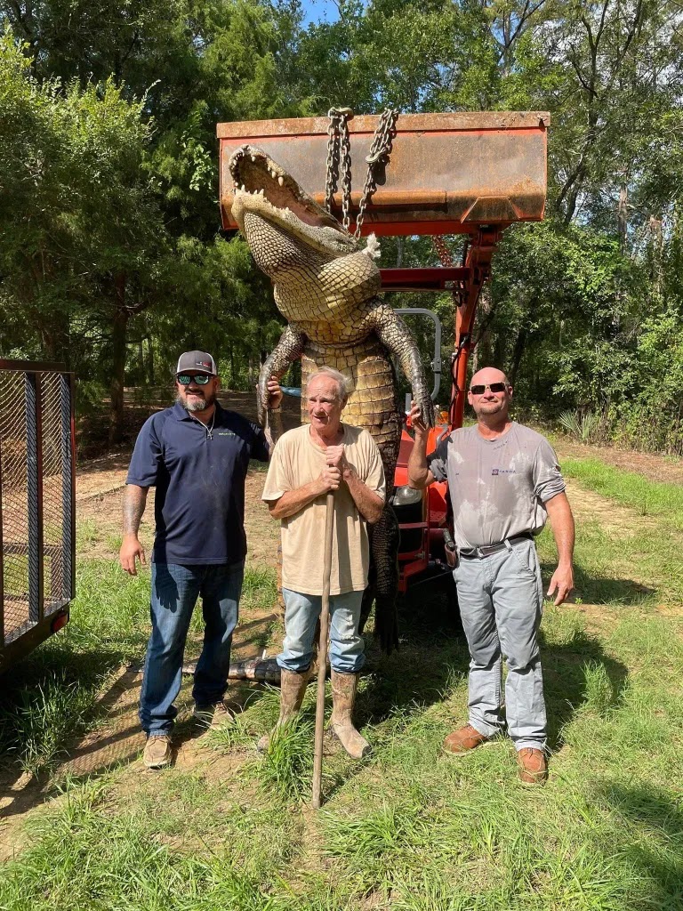 A giant alligator captured in Texas