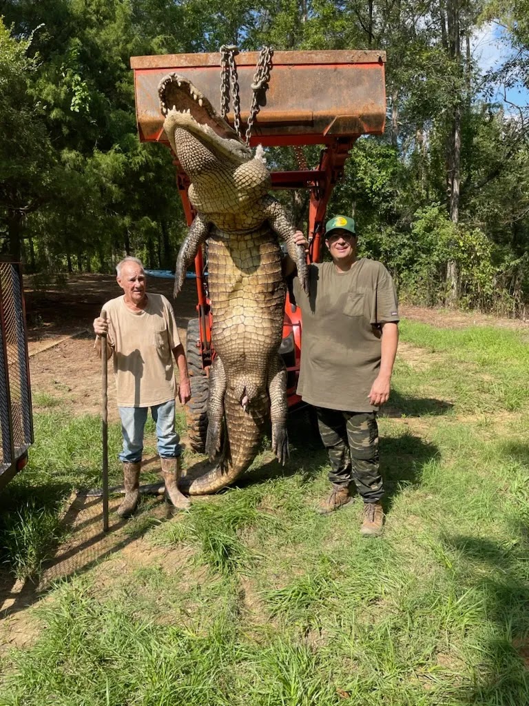 A giant alligator captured in Texas
