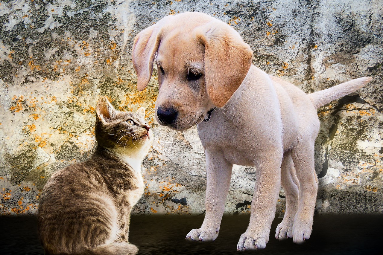 A cat and a puppy