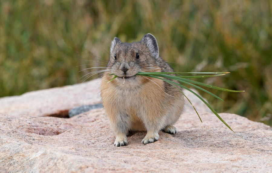 a cute American Pika holding a flower in its mouth