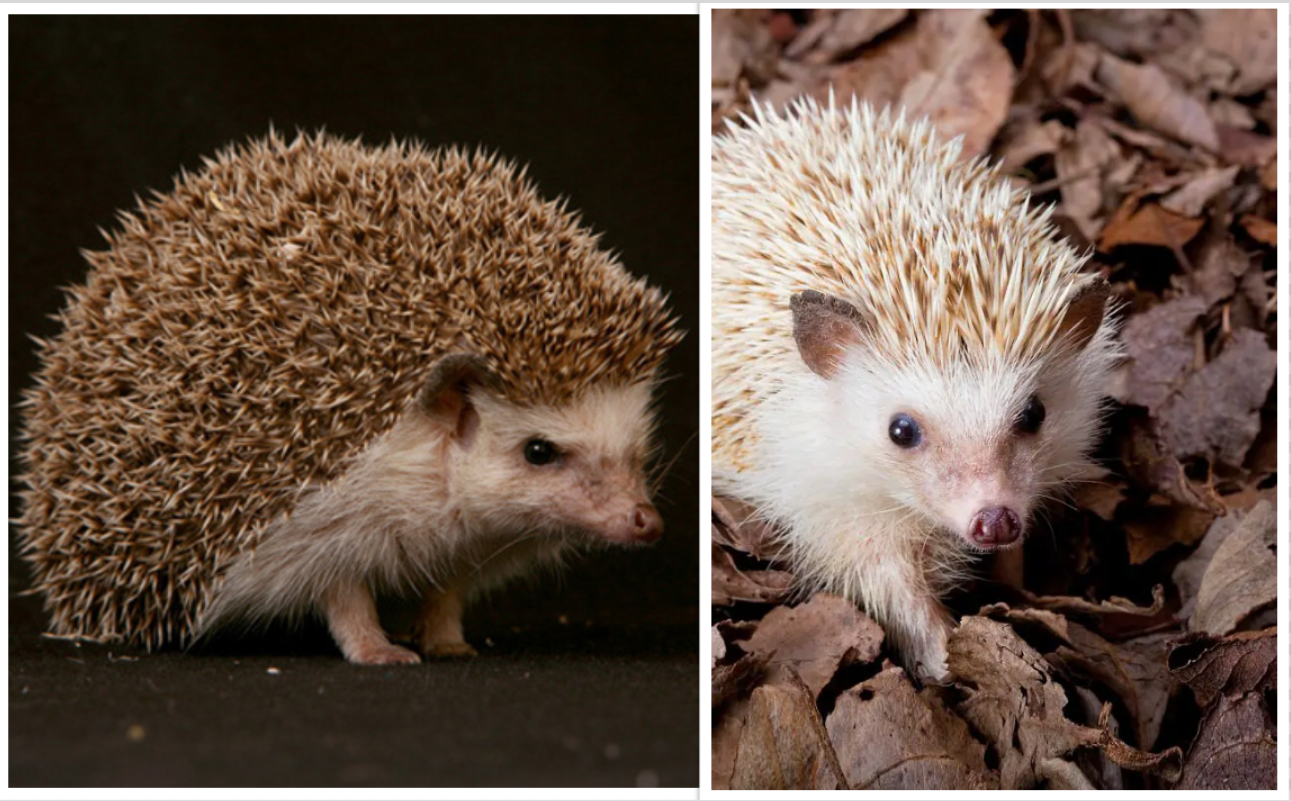 two African pygmy hedgehogs