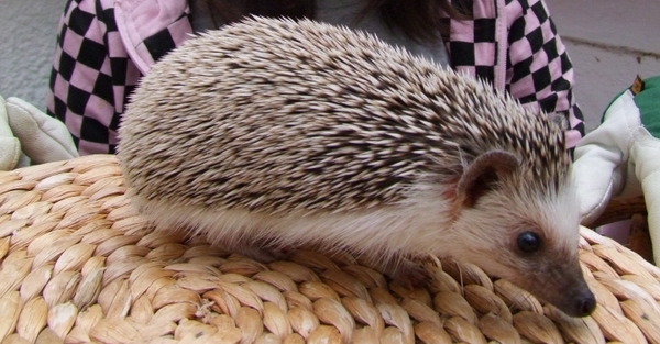 A 6-month-old African Pygmy Hedgehog named Fuzzypeg
