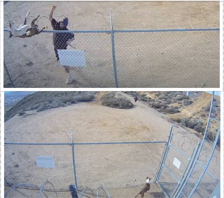 A blue merle Australian Shepherd with copper points on the face and legs
