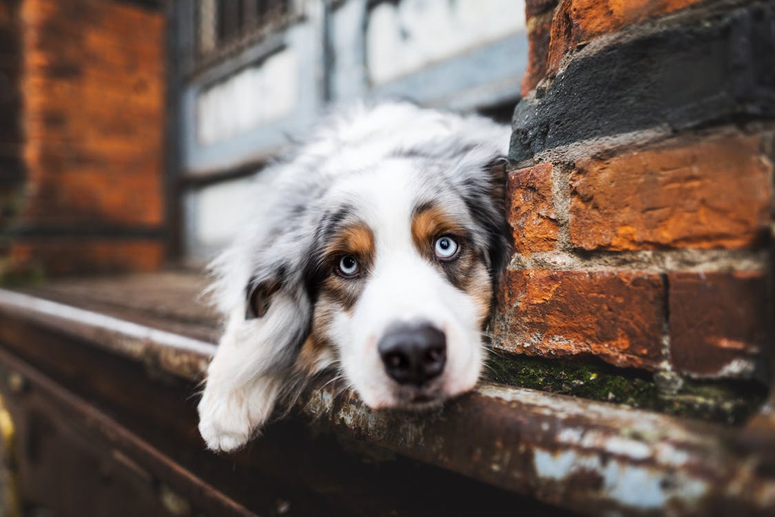An Australian Shepherd's close-up face