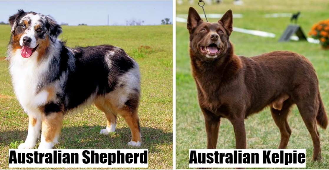 Australian Shepherd (left) vs. Australian Kelpie (right)
