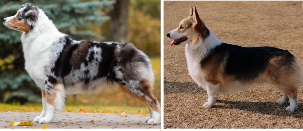 Australian Shepherd (left) vs Corgi (right)