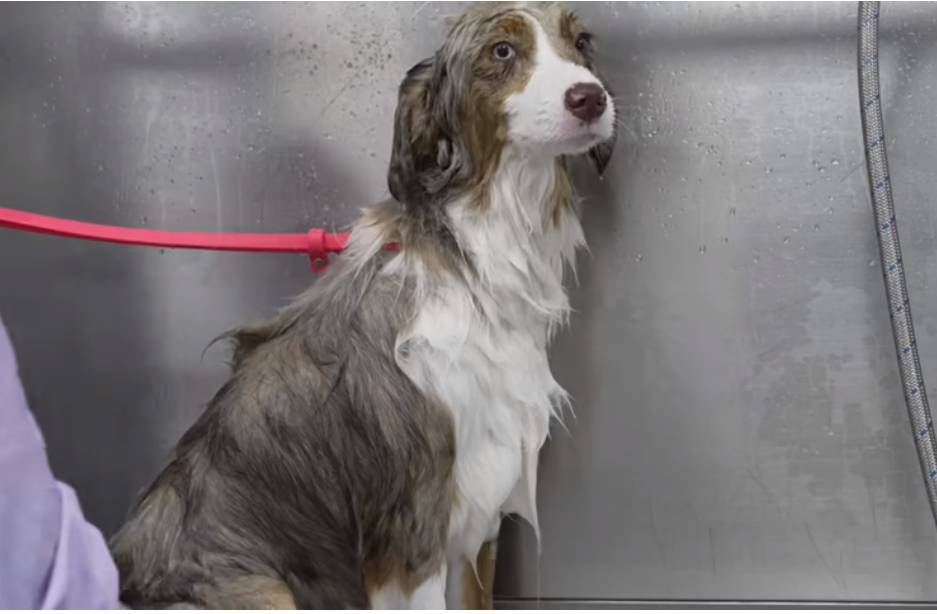 A red merle Australian Shepherd wearing the Rabbitgoo Dog Harness