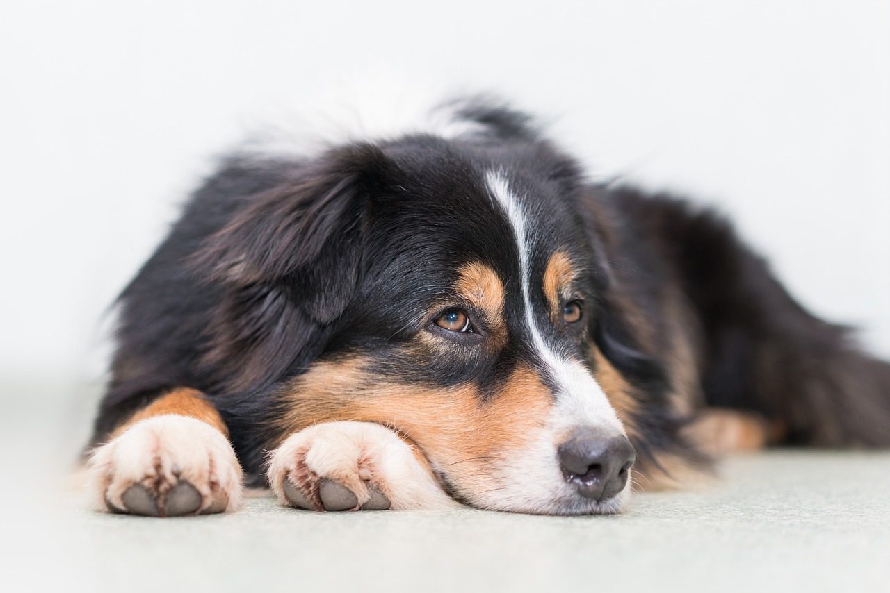 An Australian Shepherd left alone