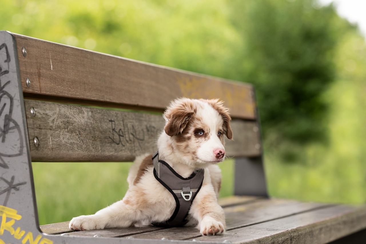 A red merle Australian Shepherd puppy with a harness
