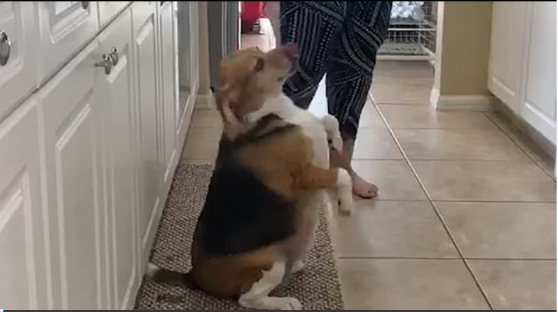 a red mere Aussiedoodle with blue eyes