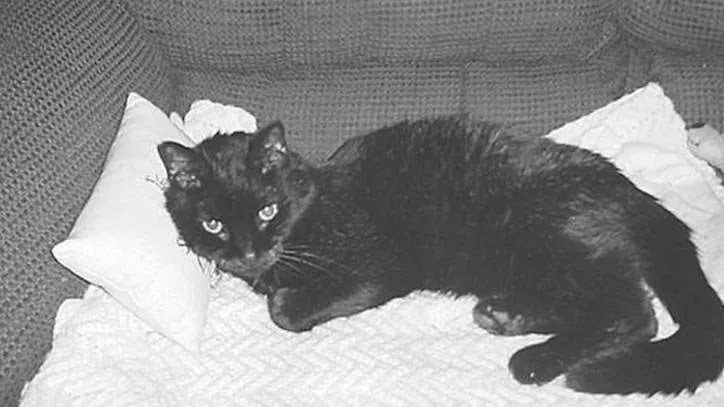 Baby, second oldest cats in the US