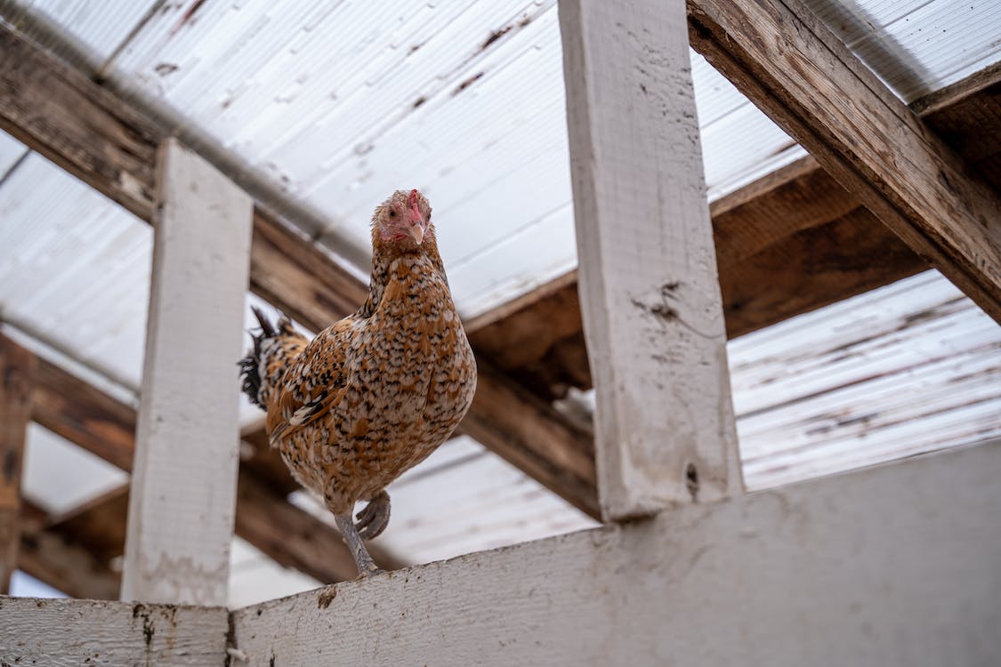 A chicken in a coop