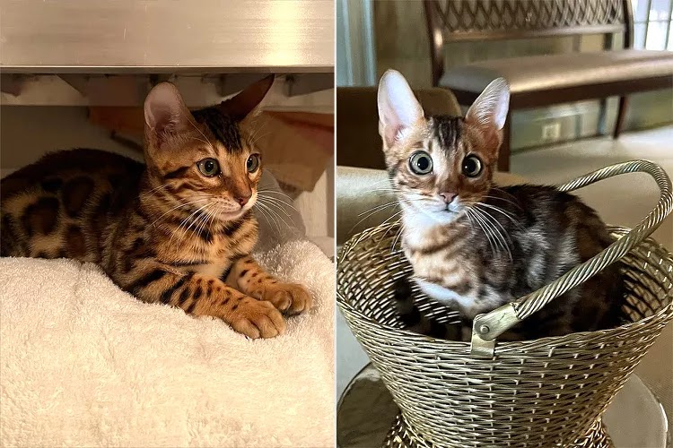 Martha Stewart's new Bengal Cats