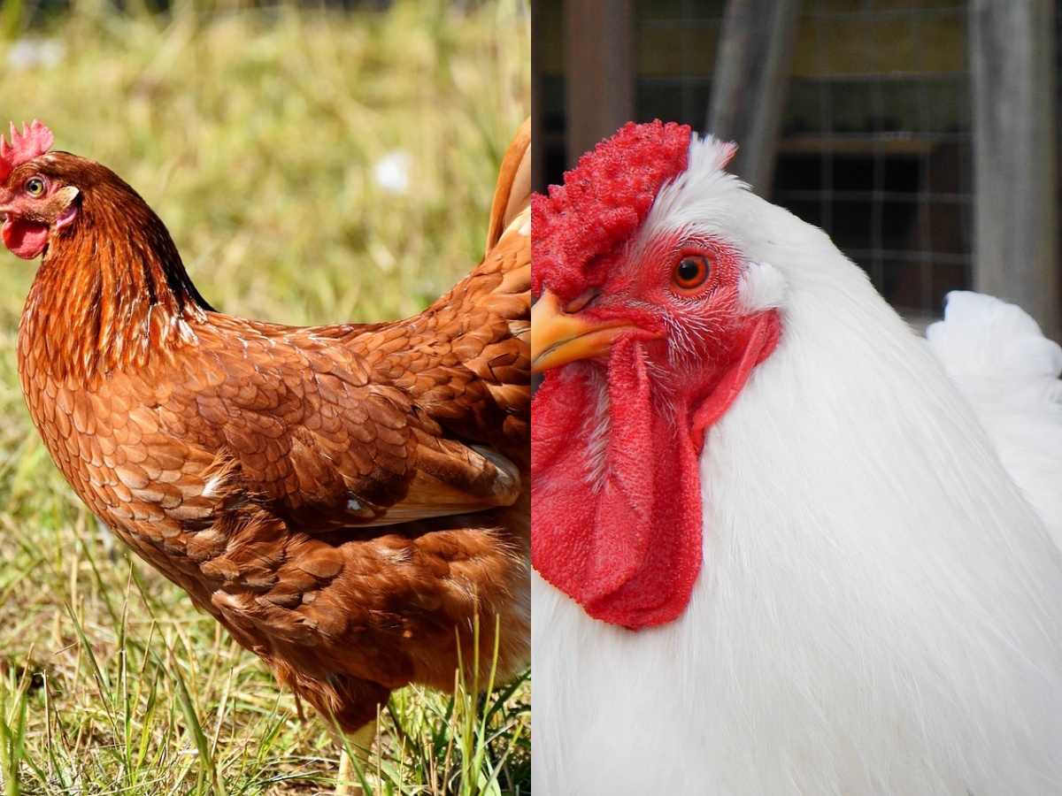 A red and a white hens