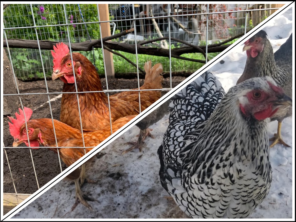 Chickens in a backyard