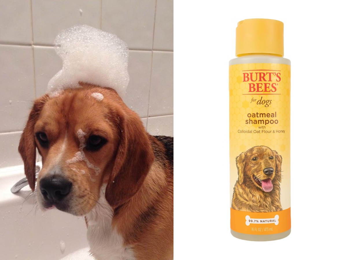 A beagle bath time and Burt's Bees Oatmeal & Honey Dog Shampoo