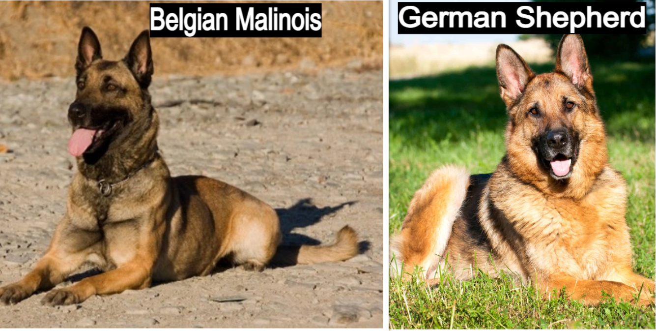 Belgian Malinois and German Shepherd