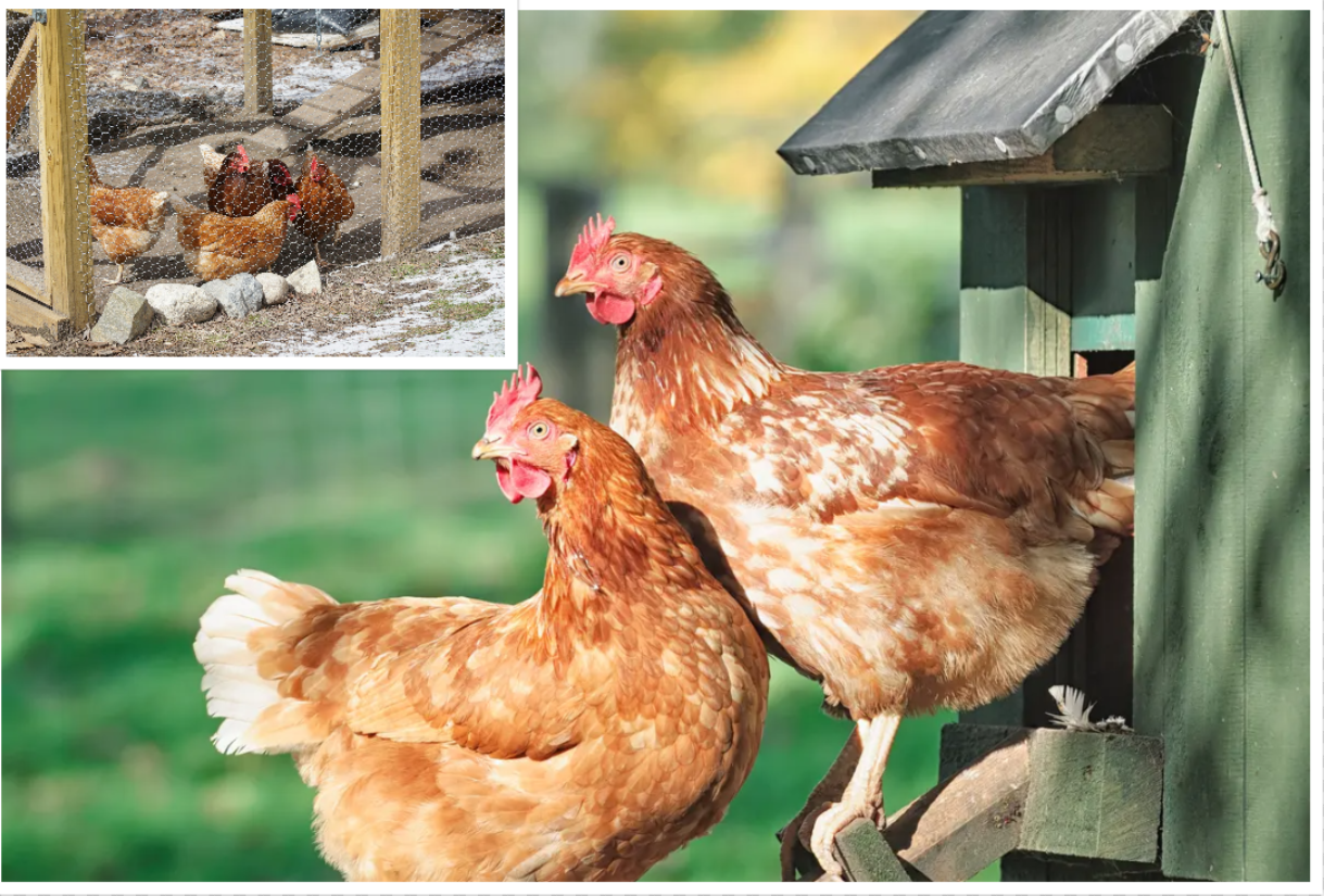 Backyard Chickens in Minnesota