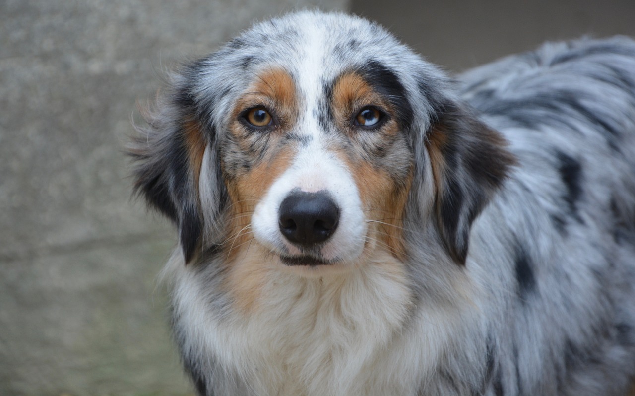 A female blue merle Australian Shepherd