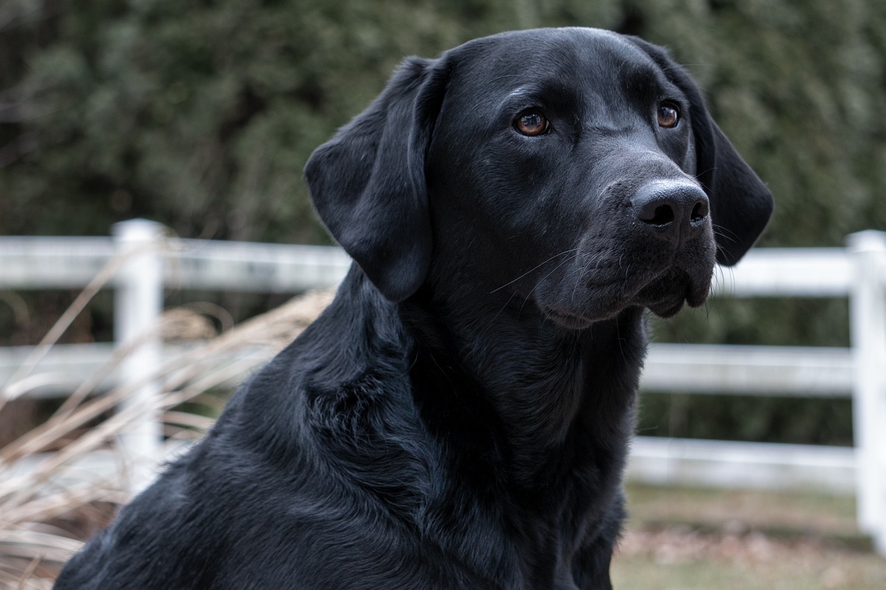 A black Labrador Retriever