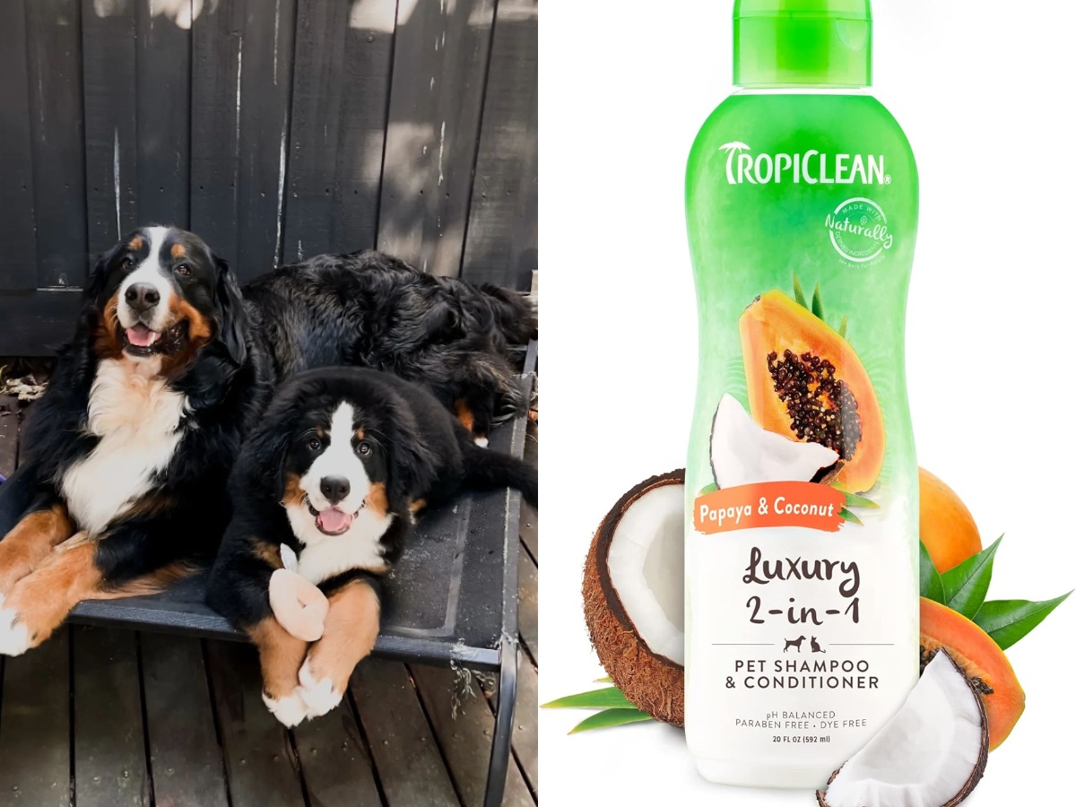 Two Bernese Mountain Dogs and a dog shampoo