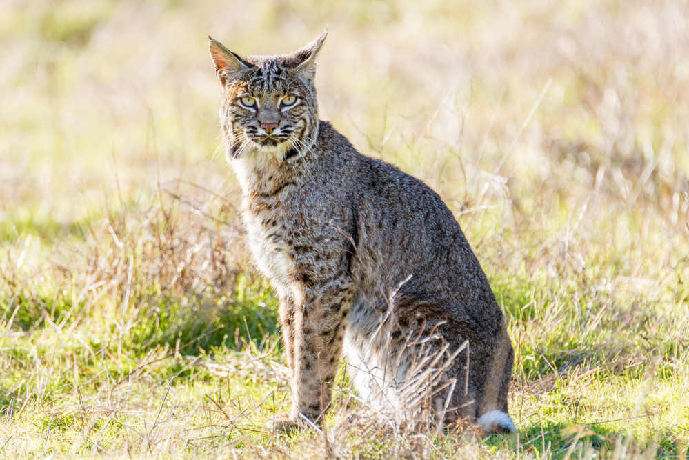 A USA Bobcat