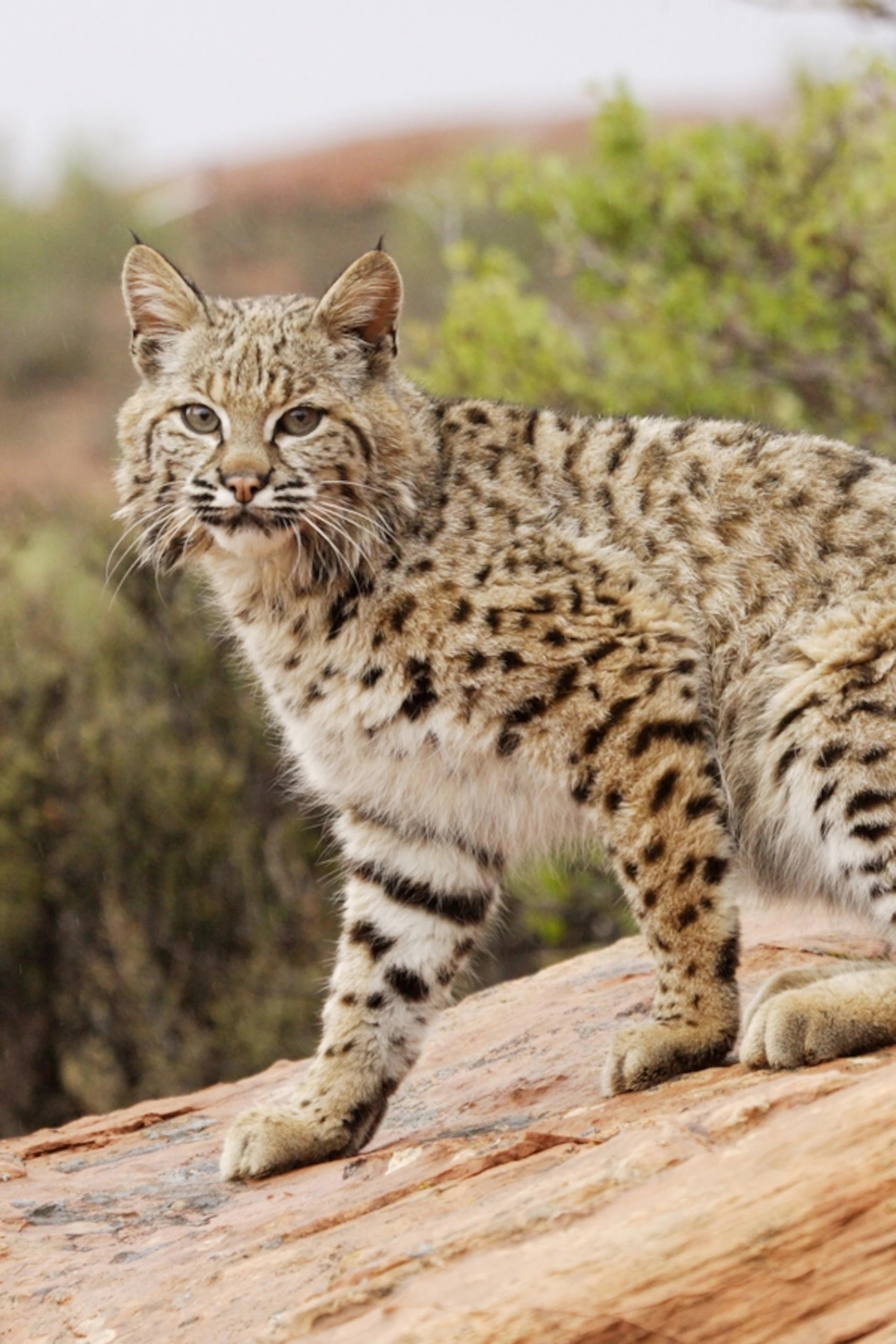 Smoky, Calvin Coolidge’s Pet Cat