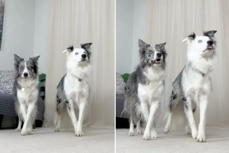 Two Border Collie dogs dancing to Michael Jackson's "Thriller."