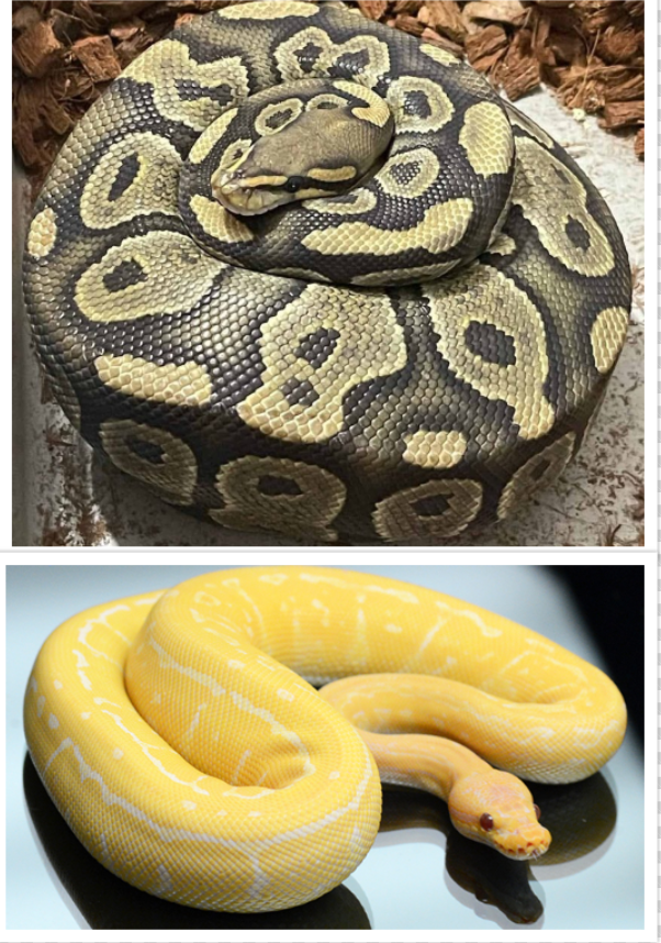 Two Ball Pythons with different color