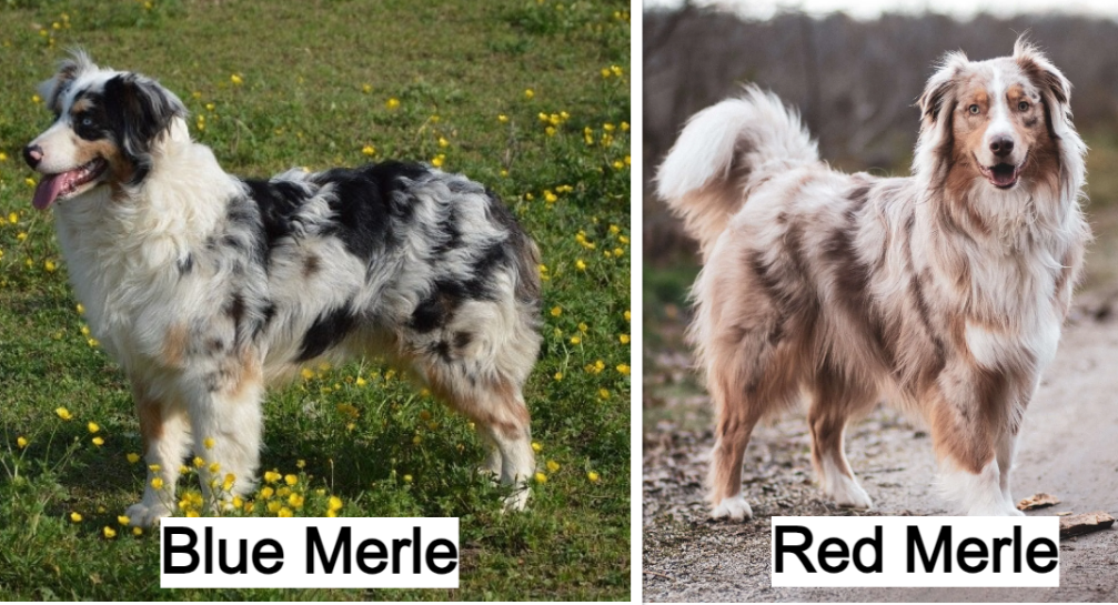 A Blue Merle vs. Red Merle Australian Shepherd